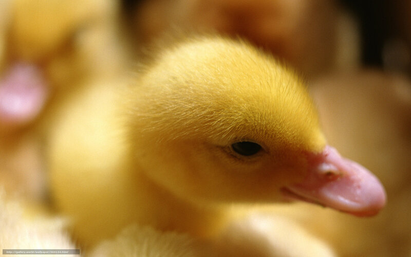Yellow Duckling — Calm, Photograph, Duck, Beak