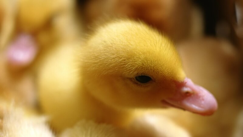 Yellow Duckling — Calm, Photograph, Duck