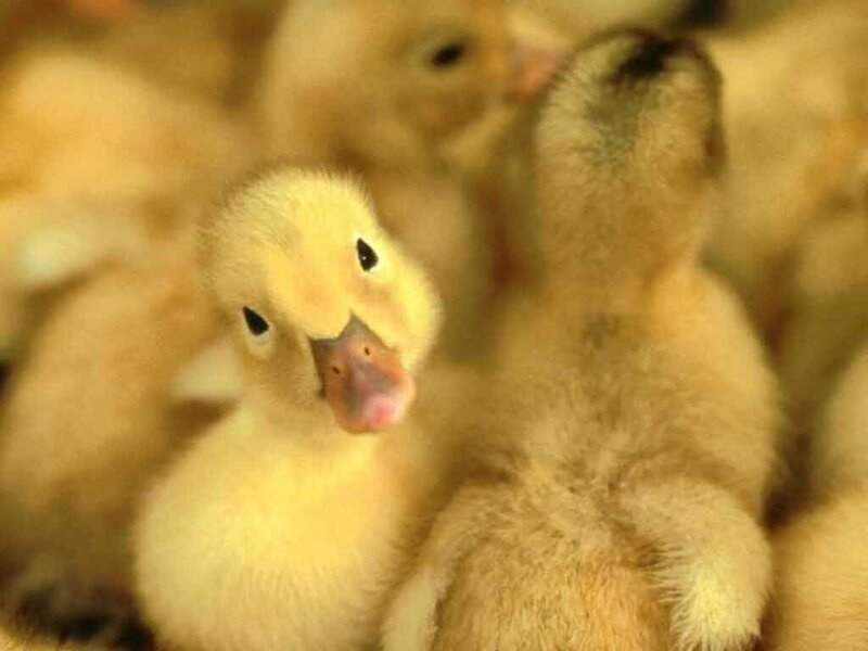 Yellow Duckling — Calm, Photograph, Ducklings