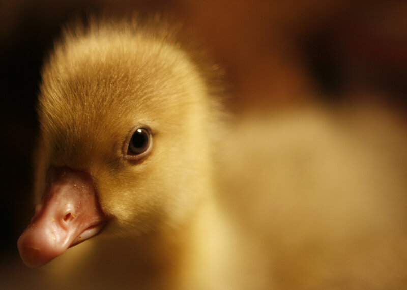 Yellow Duckling — Calm, Photograph, Eye