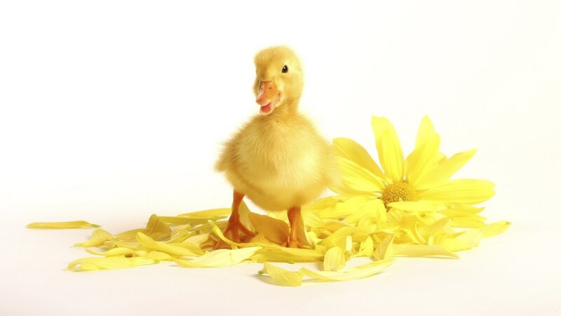 Yellow Duckling — Calm, Photograph, Flower, Petals