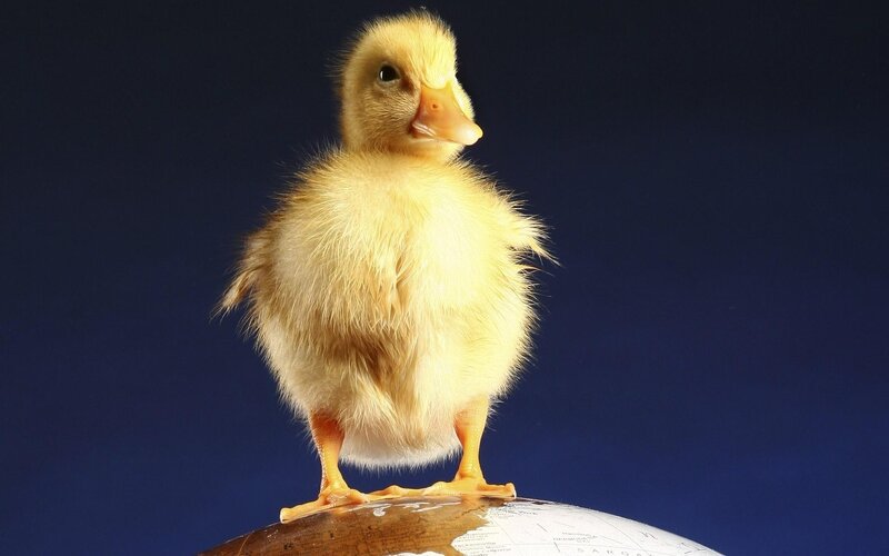Yellow Duckling — Calm, Photograph, Globe
