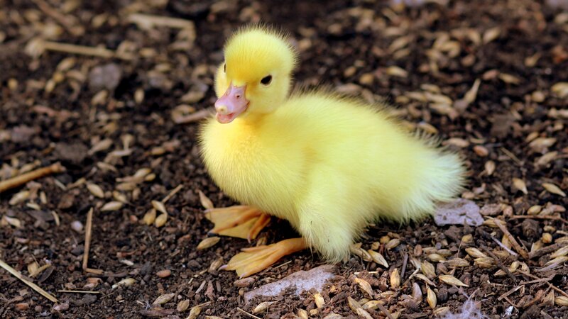 Yellow Duckling — Calm, Photograph, Ground