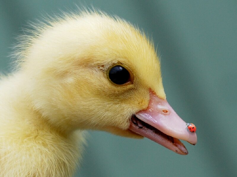 Yellow Duckling — Calm, Photograph, Ladybug