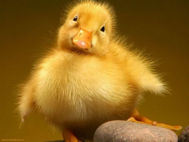 Yellow Duckling — Calm, Photograph, Rock