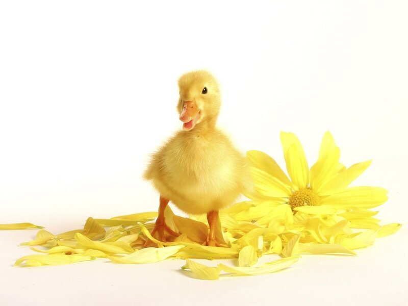 Yellow Duckling — Calm, Photograph
