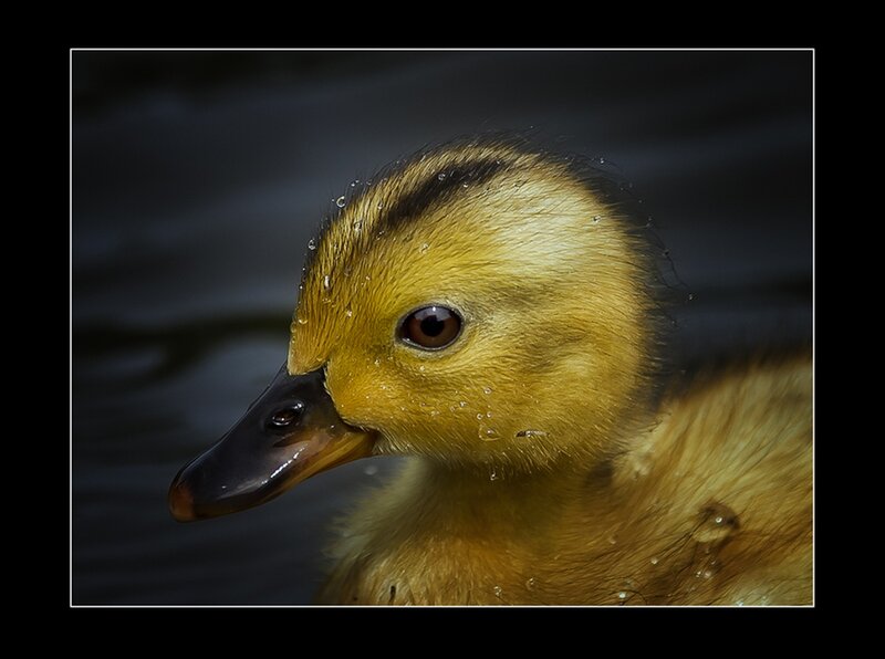 Yellow Duckling — Calm, Photograph, Water