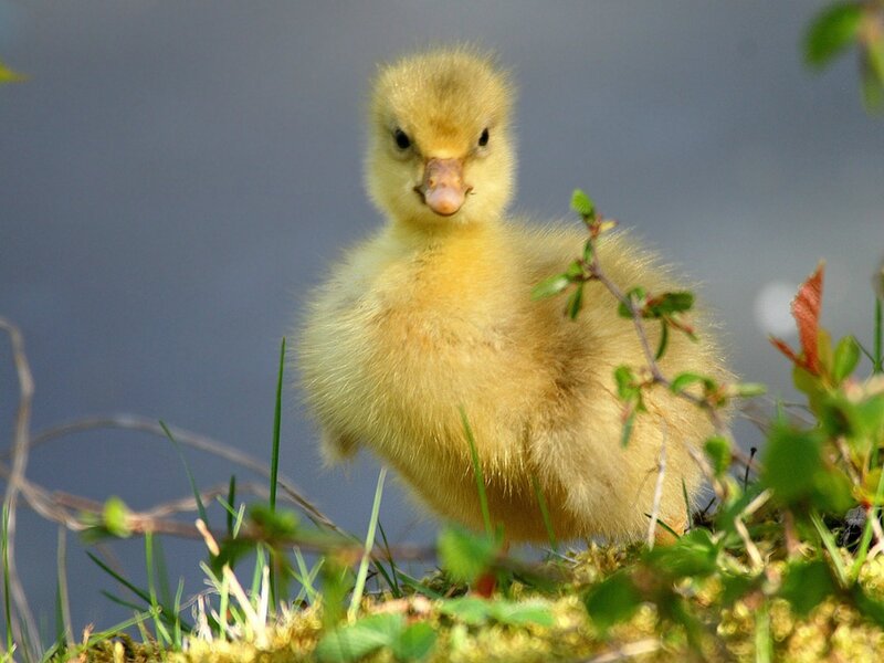 Yellow Duckling — Calm, Spring