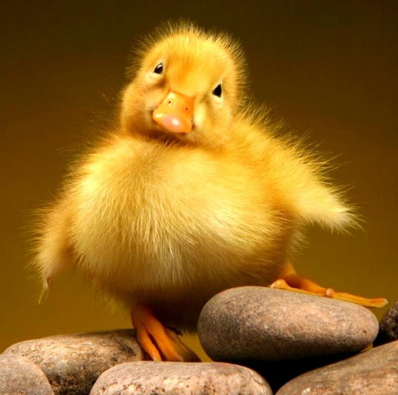 Yellow Duckling — Calm