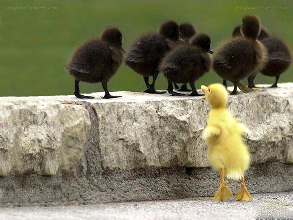 yellow duckling confronting black ducklings