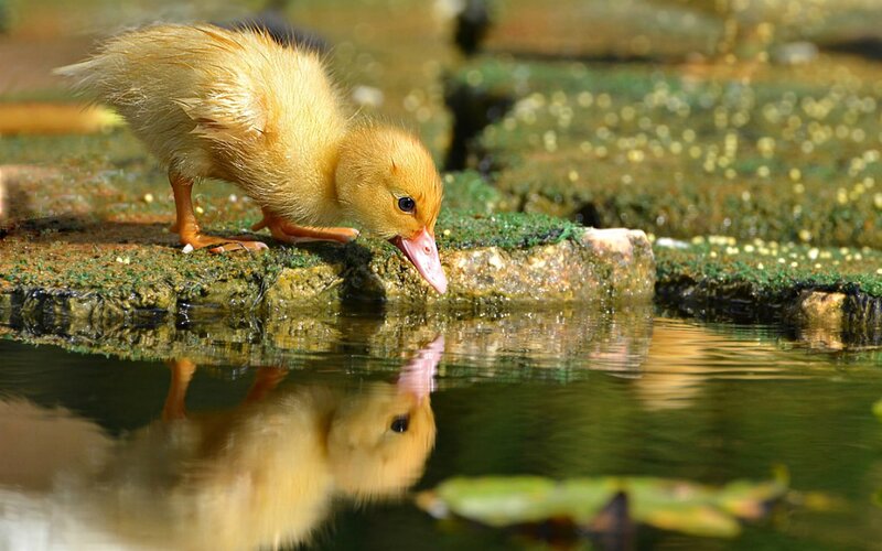 Yellow Duckling Drinking