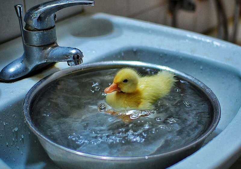 Yellow Duckling in Bowl