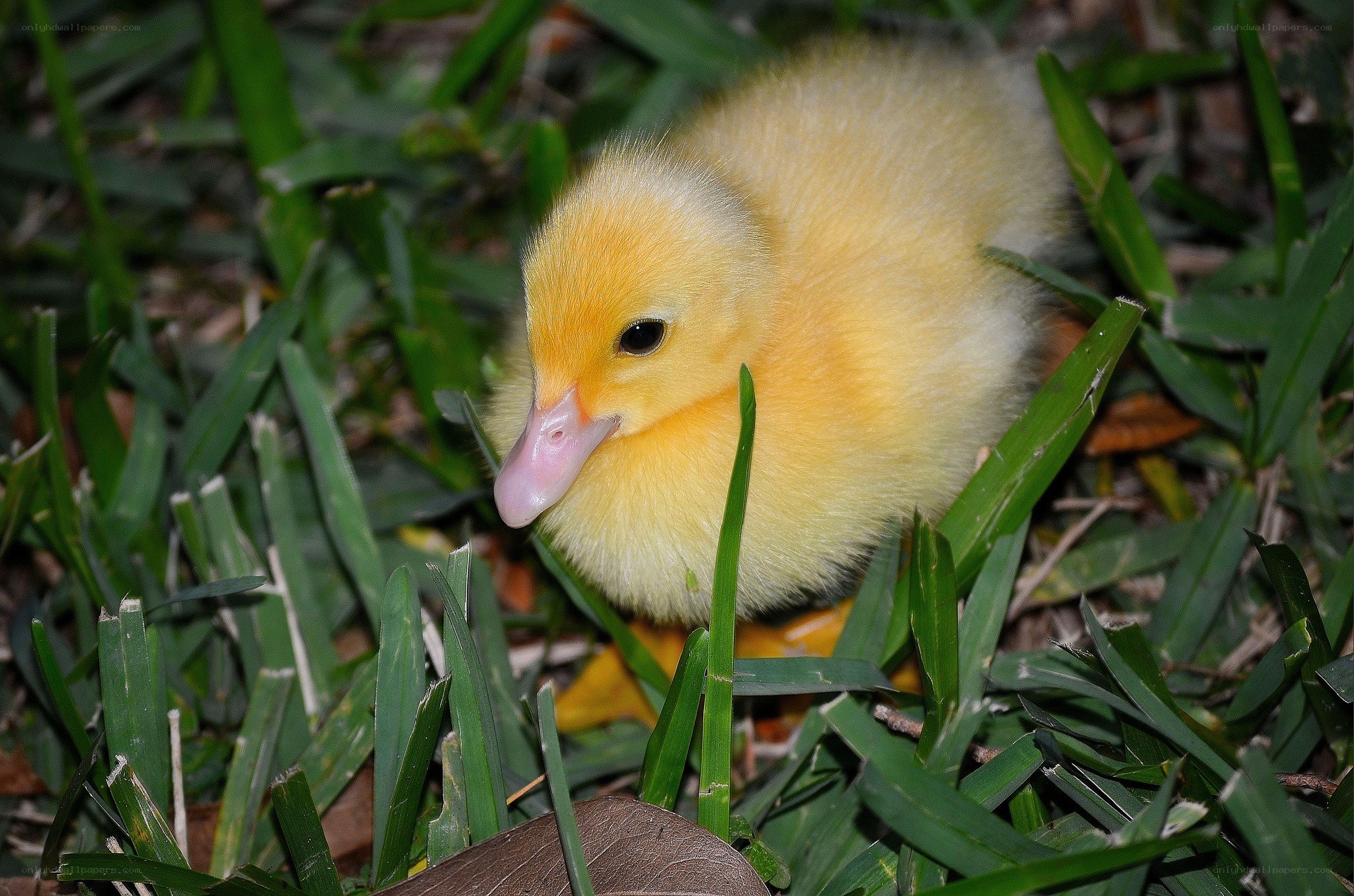 yellow duckling in grass