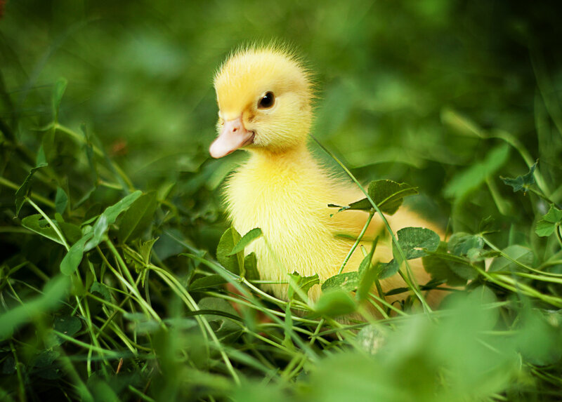 Yellow Duckling in Grass — Calm
