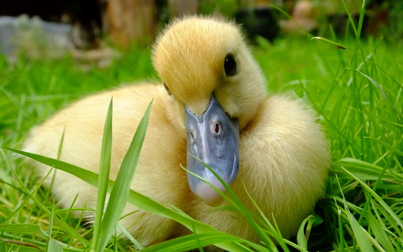Yellow Duckling in Grass — Green, Calm, Afternoon