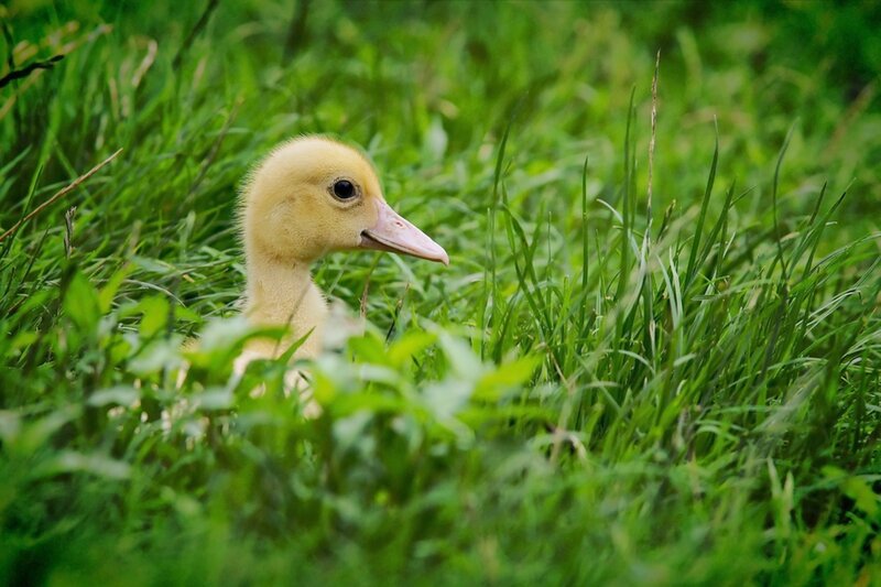 Yellow Duckling in Grass — Green, Calm