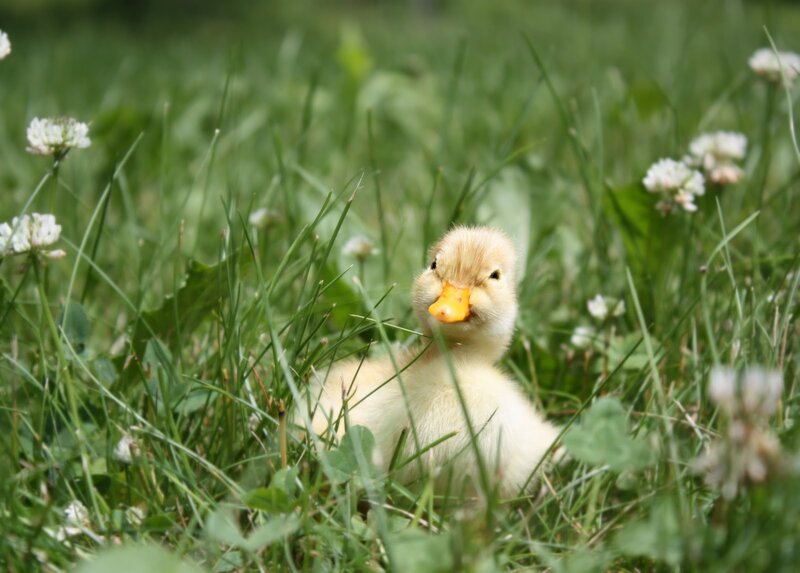 Yellow Duckling in Grass — Green