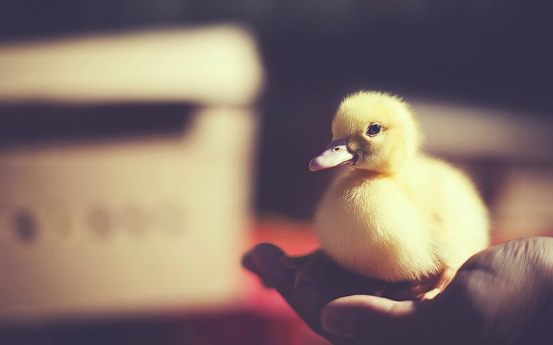 Yellow Duckling in Hand — Calm, Photograph