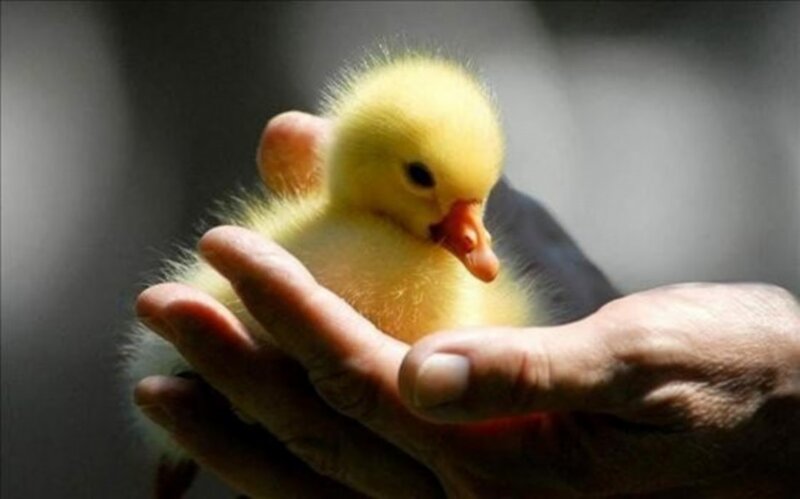 Yellow Duckling in Hand