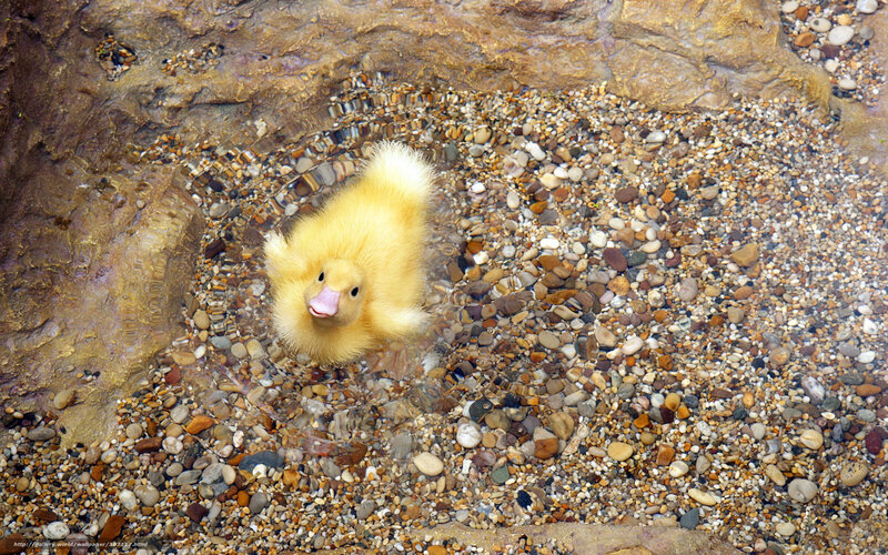 Yellow duckling in shallow water