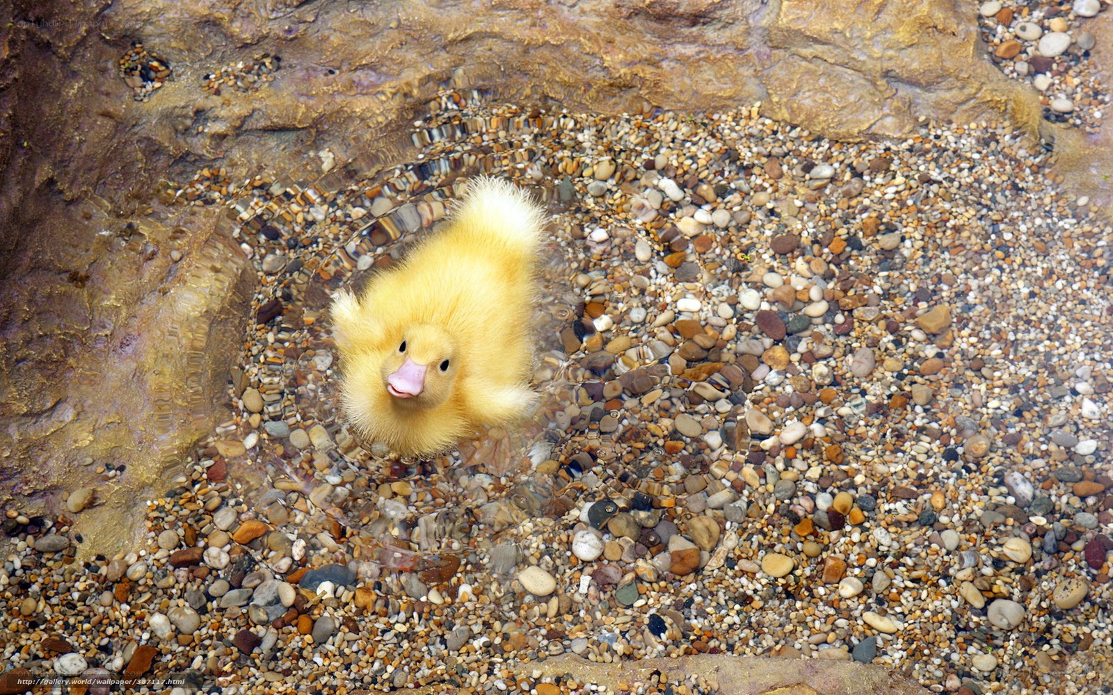 Yellow duckling in shallow water