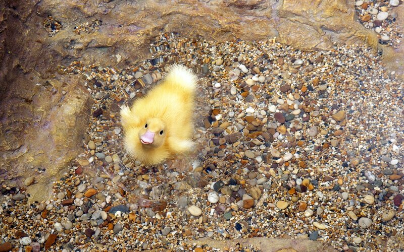Yellow duckling in shallow water