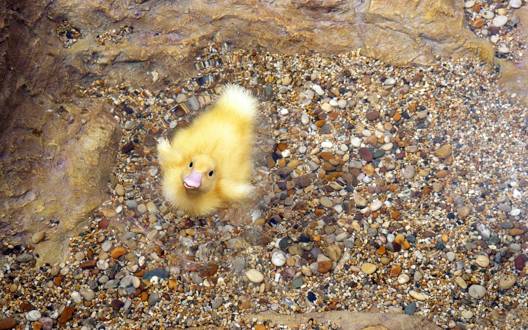 Yellow duckling in shallow water