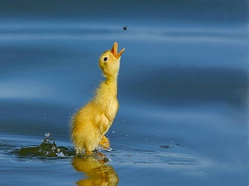 Yellow Duckling in Water — Blue, Playful, Afternoon, Photograph, Fly