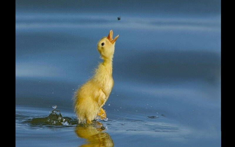 Yellow Duckling in Water — Blue, Playful, Afternoon, Photograph