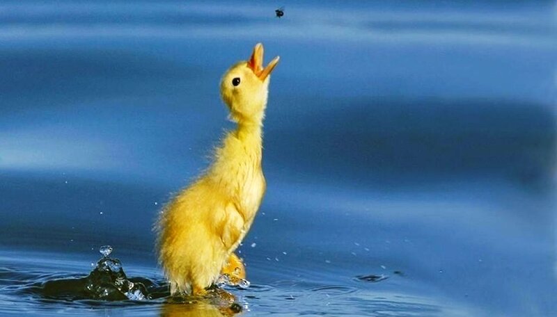 Yellow Duckling in Water — Blue, Playful
