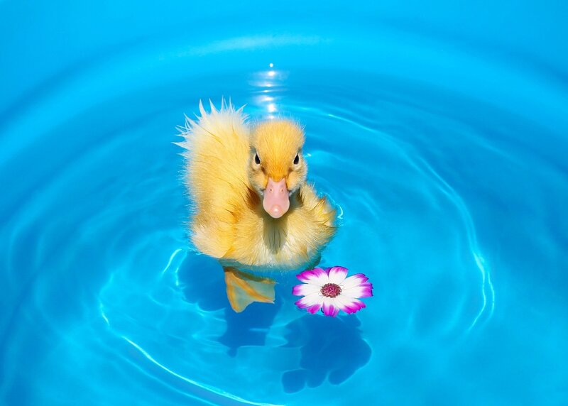 Yellow Duckling in Water — Blue, Serene