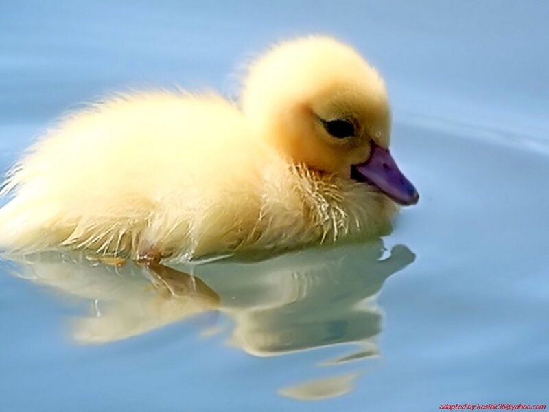Yellow Duckling in Water — Blue