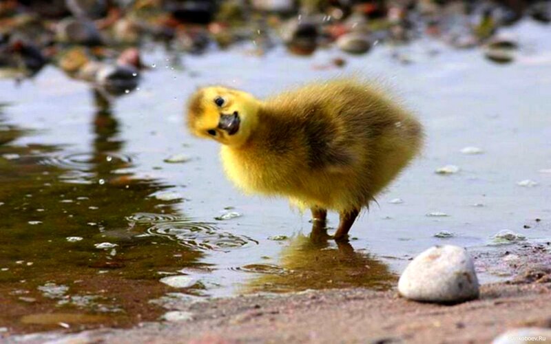 Yellow Duckling in Water — Calm, Morning