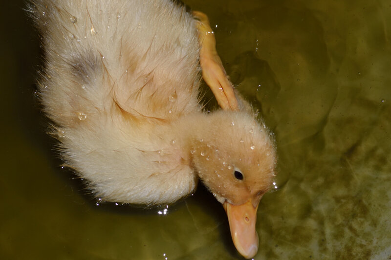 Yellow Duckling in Water — Calm, Photograph