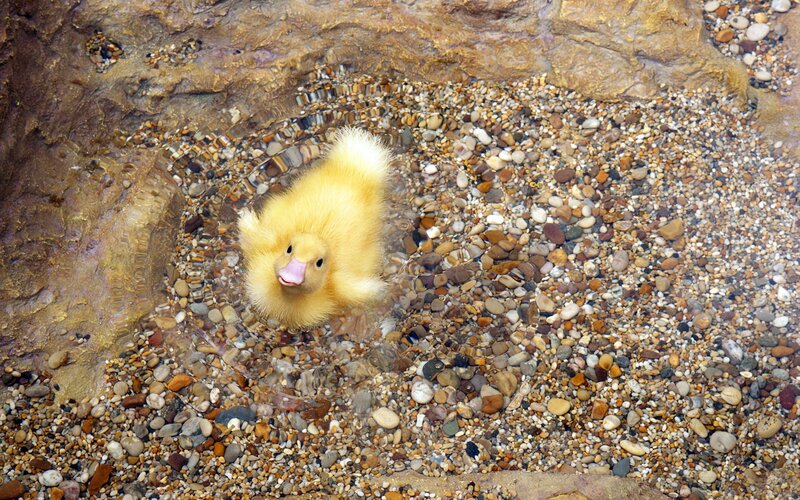 Yellow Duckling in Water — Calm