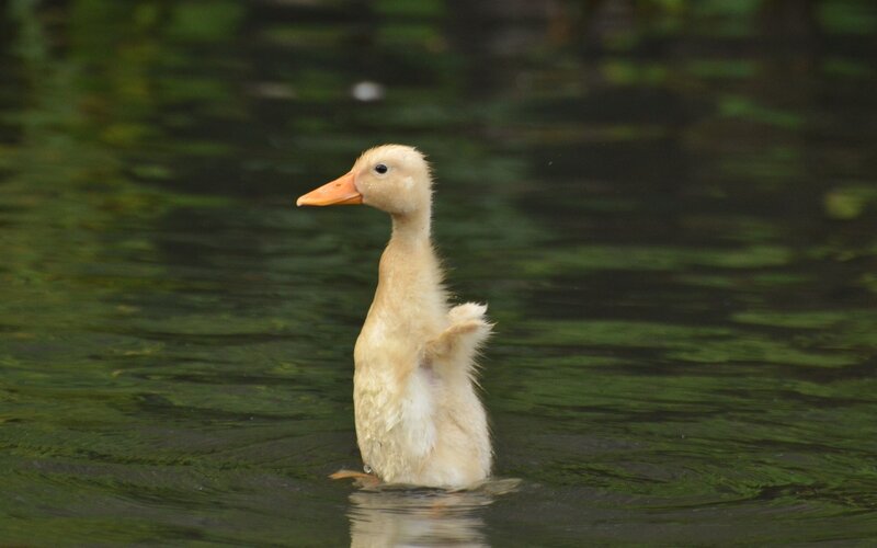 Yellow Duckling in Water — Green, Calm