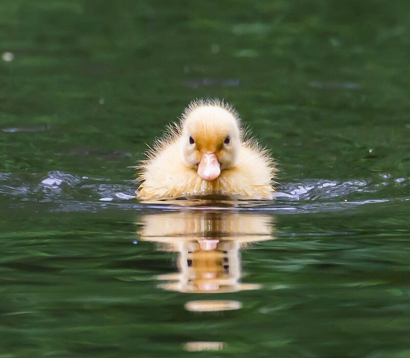 Yellow Duckling in Water — Green