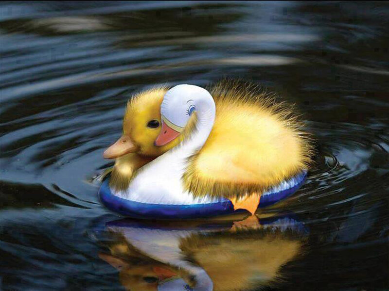 Yellow Duckling in Water — Serene, Digital Art