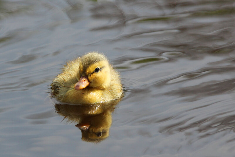 Yellow Duckling in Water — Serene, Morning