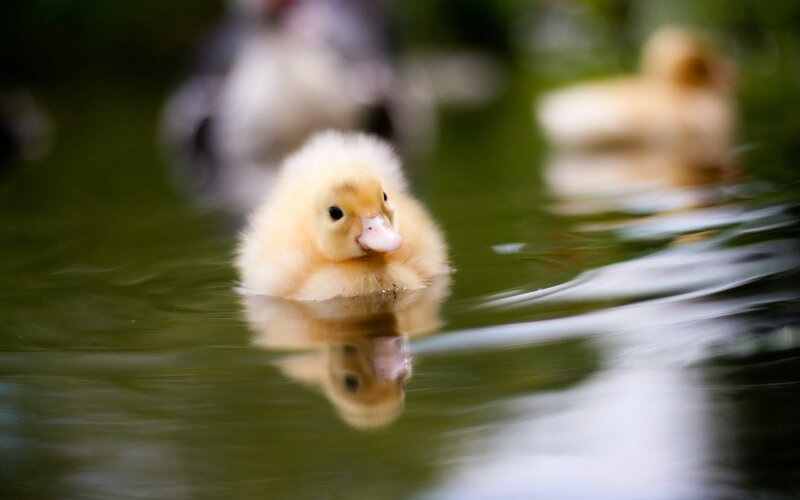 Yellow Duckling in Water — Serene