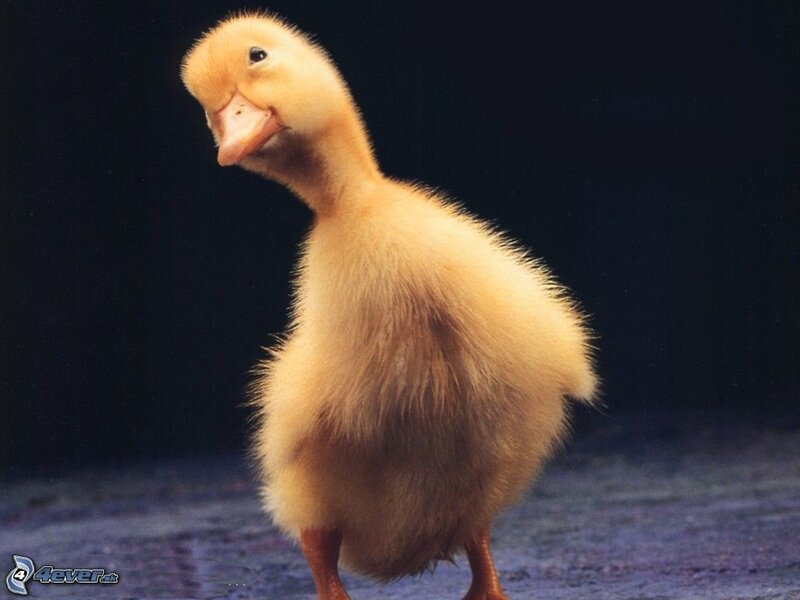 Yellow Duckling — Innocent
