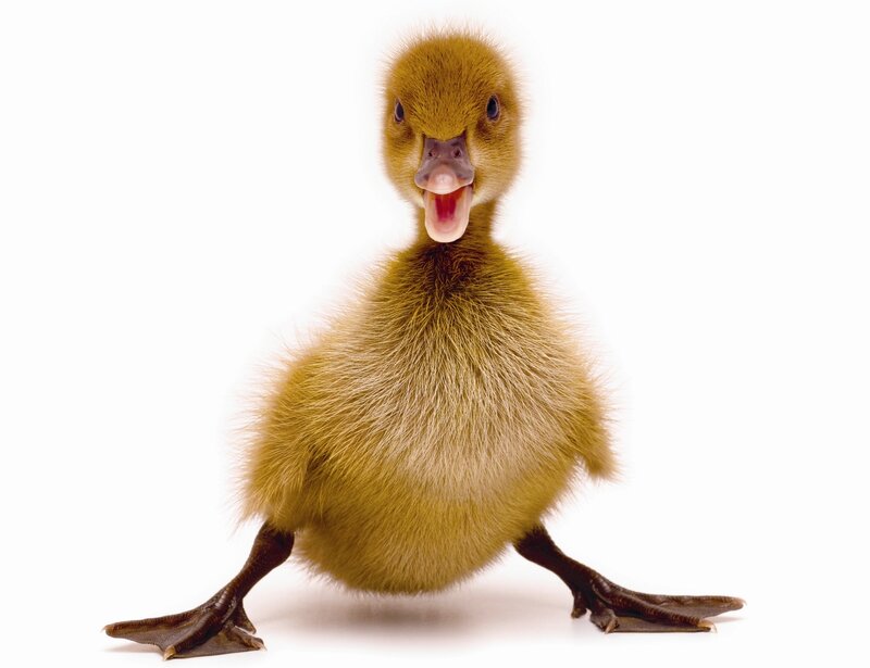 Yellow Duckling — Neutral
