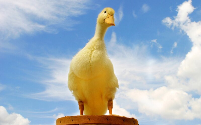 yellow duckling on a barrel