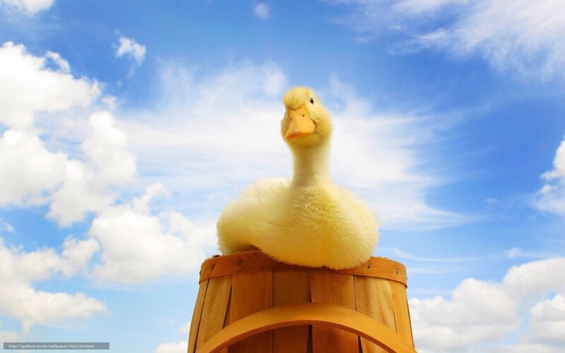 Yellow Duckling on Barrel — Blue, Serene, Afternoon