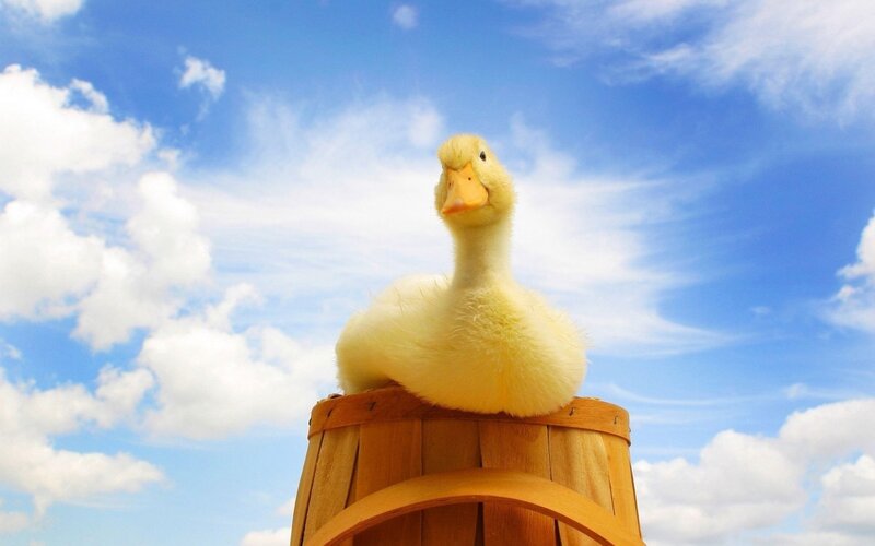 Yellow Duckling on Barrel — Blue, Serene