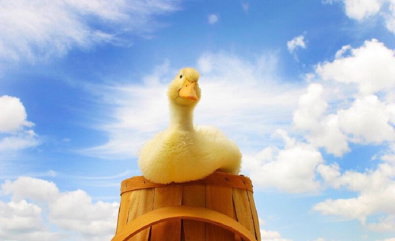 Yellow Duckling on Barrel — Blue
