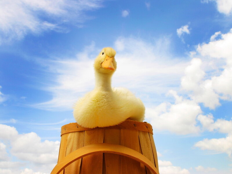 Yellow Duckling on Barrel