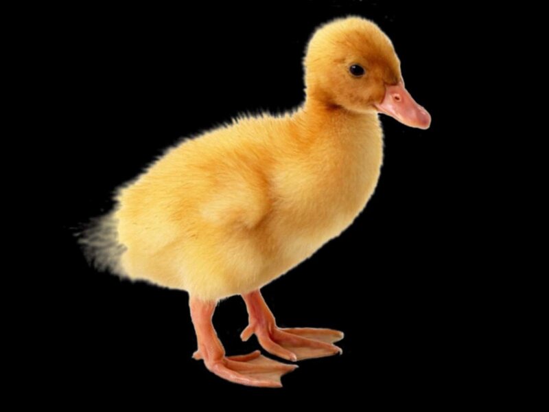 yellow duckling on black background