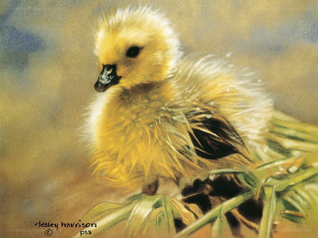 Yellow duckling on greenery