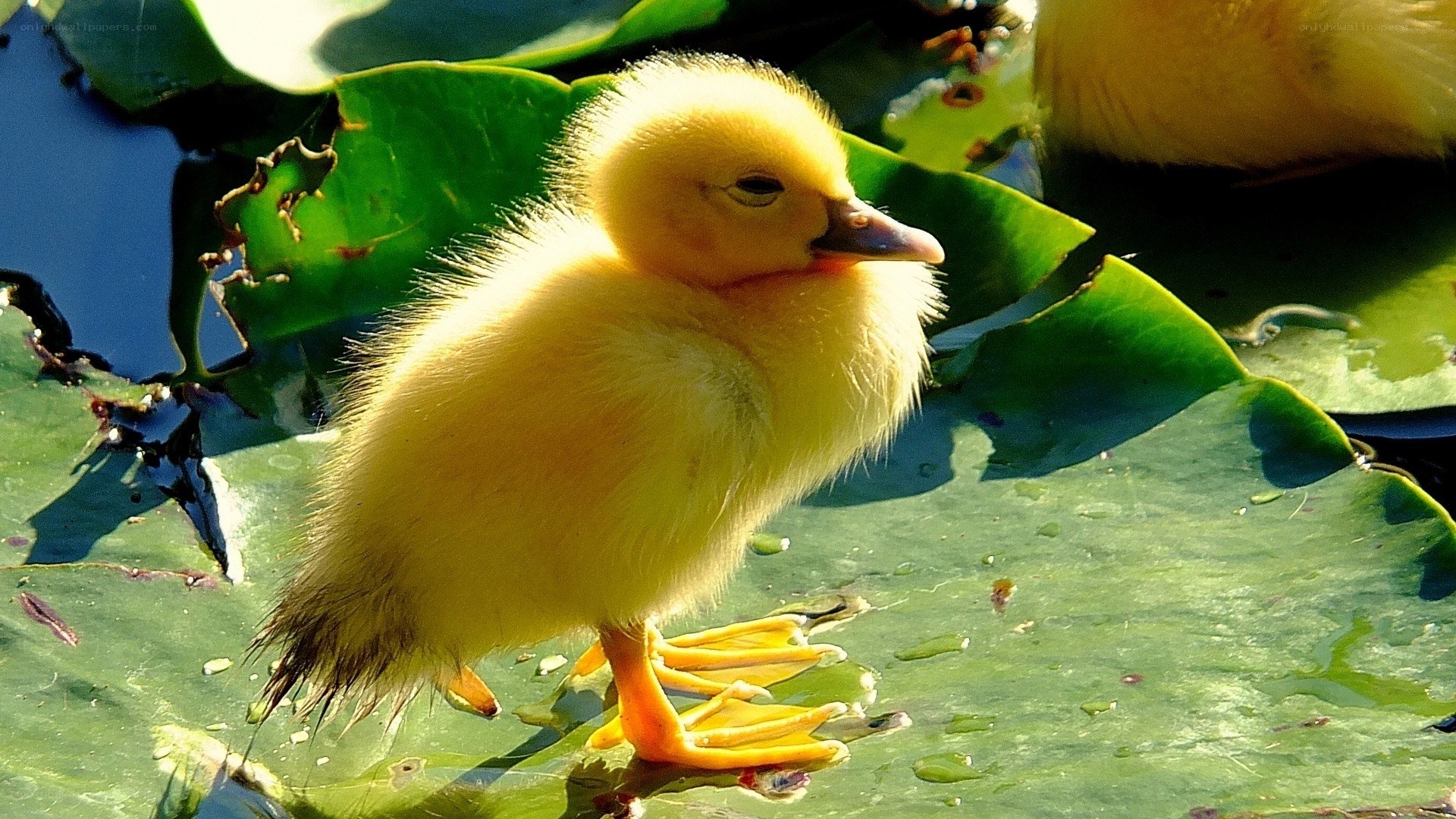 Yellow duckling on lily pad